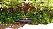 11/05/19 CHORLEY. Astley Hall. Walled Garden. Sunlit Bench. Photograph by Lachlan Main