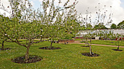 11/05/19 CHORLEY. Astley Hall. Walled Garden. The Orchard. Photograph by Lachlan Main