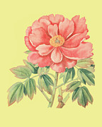 Flower #11 Drawing by CSA Images Flower #11 Drawing by CSA Images