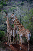 Giraffe (giraffa Camelopardalis) #11 Photograph by Roger De La Harpe