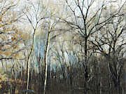 112118 Winter Trees Photograph by Tim Nyberg