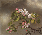Hummingbird And Apple Blossoms Painting by Martin Johnson Heade Hummingbird And Apple Blossoms Painting by Martin Johnson Heade