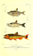 Illustration Of South American Fish #12 Painting by Science Source