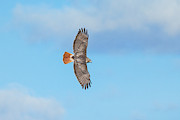 Red-tailed Hawk #12 Photograph by James Zipp Red-tailed Hawk #12 Photograph by James Zipp
