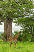 Africa, Tanzania, Tarangire National #13 Photograph by Jaynes Gallery