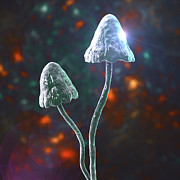Magic Mushrooms #13 Photograph by Science Photo Library