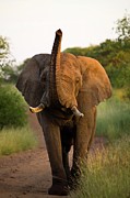 African Elephant (loxodonta Africana) #14 Photograph by Roger De La Harpe