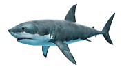 Illustration Of A Great White Shark #14 Photograph by Science Photo Library