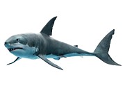 Great White Shark #18 Photograph by Science Photo Library