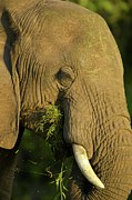 African Elephant (loxodonta Africana) #2 Photograph by Roger De La Harpe