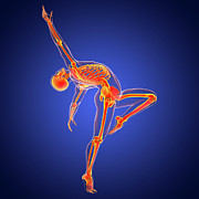 Anatomy Of A Dancer #2 Photograph by Science Photo Library