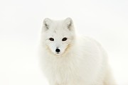 Arctic Fox #2 Photograph by Science Photo Library