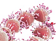 Bacteriophages Attacking Streptococcus Bacteria #2 Photograph by Science Photo Library