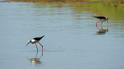 Black-winged Stilt Himantopus Himantopus #2 Photograph by Sapiens Verbum Black-winged Stilt Himantopus Himantopus #2 Photograph by Sapiens Verbum