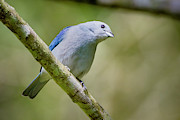 Blue-Gray Tanager San Jorge Ibague Colombia #2 Photograph by Adam Rainoff