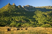 Blue Wildebeest (connochaetes #2 Photograph by Roger De La Harpe