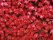 Boston Ivy (parthenocissus Tricuspidata) #2 Photograph by Science Photo Library