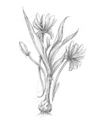 Botanical Sketch IIi #2 Painting by Ethan Harper