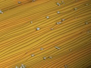 California Poppy Pollen Grains #2 Photograph by Science Photo Library