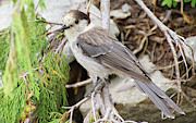 Camprobber - the Gray Jay #2 Photograph by Steve Estvanik Camprobber - the Gray Jay #2 Photograph by Steve Estvanik