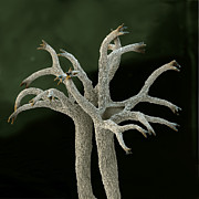 Cladonia Portentosa #2 Photograph by Meckes/ottawa