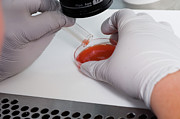 Egg Collection #2 Photograph by Science Photo Library