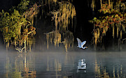 Egret #2 Photograph by Hua Zhu