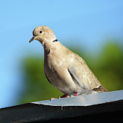Eurasian Collared-Dove Streptopelia decaocto #2 Photograph by Sapiens Verbum Eurasian Collared-Dove Streptopelia decaocto #2 Photograph by Sapiens Verbum