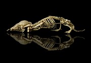 European Mole Skeleton #2 Photograph by Science Photo Library