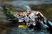 Fallen Leaves In A River #2 Photograph by Science Photo Library