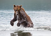Female Kamchatka Brown Bear Fishing For Salmon #2 Photograph by Science Photo Library