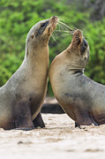 Galapagos Sea Lion Pair Greeting #2 Photograph by Tui De Roy Galapagos Sea Lion Pair Greeting #2 Photograph by Tui De Roy