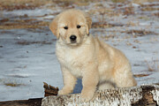 Golden Retriever Puppy, Age 9 Weeks In Early January #2 Photograph by Lynn M Stone / Naturepl.com