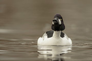 Goldeneye Duck, Bucephala, Male, Calm #2 Photograph by Sarah Darnell