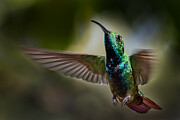 Green-breasted Mango #2 Photograph by Xiaohong Zhang