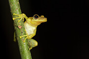 Gunther's Banded Tree Frog Panguana Reserve, Huanuco #2 Photograph by Konrad Wothe / Naturepl.com