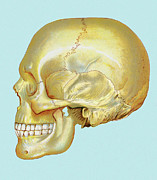 Human Skull #2 Drawing by CSA Images Human Skull #2 Drawing by CSA Images