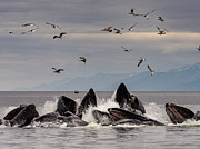 Humpback Whales Cooperative Bubble #2 Photograph by Steven Morello