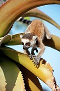 Infant Ring-tailed Lemur (lemur Catta) #2 Photograph by Nick Garbutt