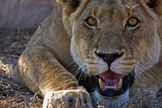 Lion (panthera Leo). Madikwe Game #2 Photograph by Roger De La Harpe