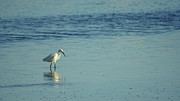 Little Egret Egretta Garzetta #2 Photograph by Sapiens Verbum Little Egret Egretta Garzetta #2 Photograph by Sapiens Verbum