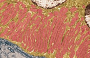 Mitochondria #2 Photograph by Science Photo Library