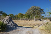 Moremi National Park. Botswana #2 Photograph by Roger De La Harpe