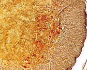 Motor Neurons In Spinal Cord #2 Photograph by Science Photo Library