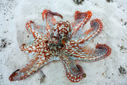 Octopus #2 Photograph by Barathieu Gabriel