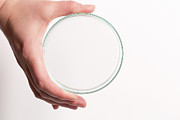 Petri Dish #2 Photograph by Science Photo Library