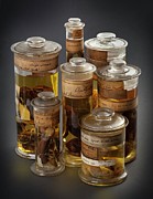 Preserved Amphibian Specimens #2 Photograph by Science Photo Library