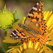 Red Admiral #2 Photograph by Mark Mille Red Admiral #2 Photograph by Mark Mille