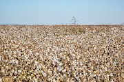 Ripe Cotton In Field #2 Photograph by Science Photo Library
