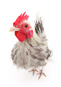 Silkie Serama #2 Photograph by Mark Taylor / Naturepl.com